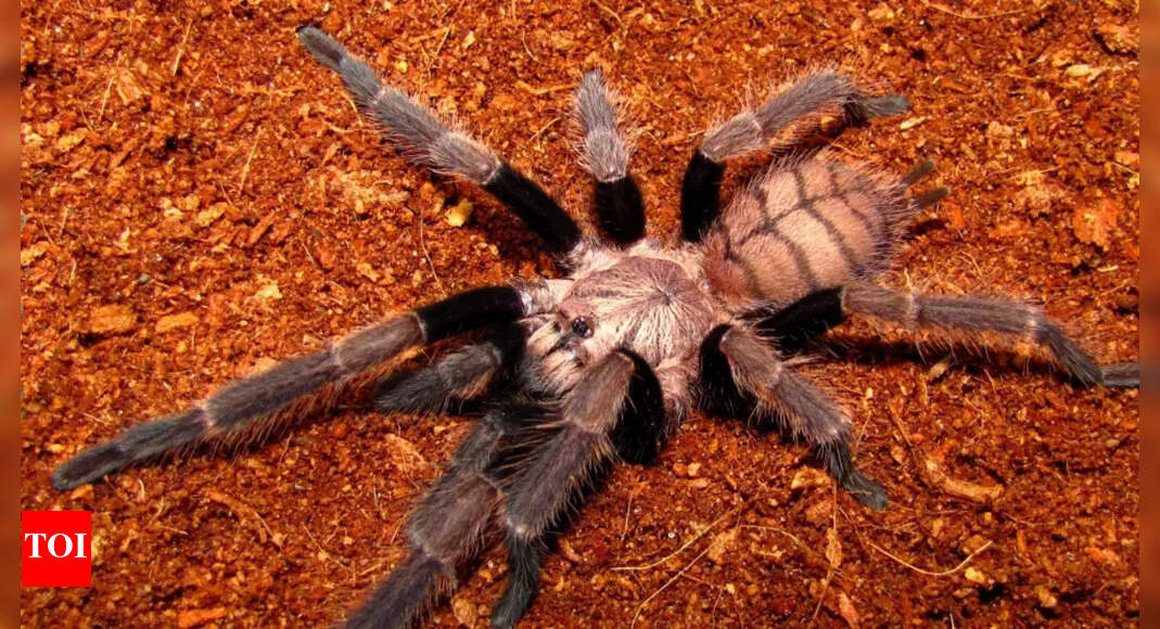 Indian Violet Tarantula: Discover India’s rare, shimmering spider hidden in the Western Ghats with its appearance, diet and more