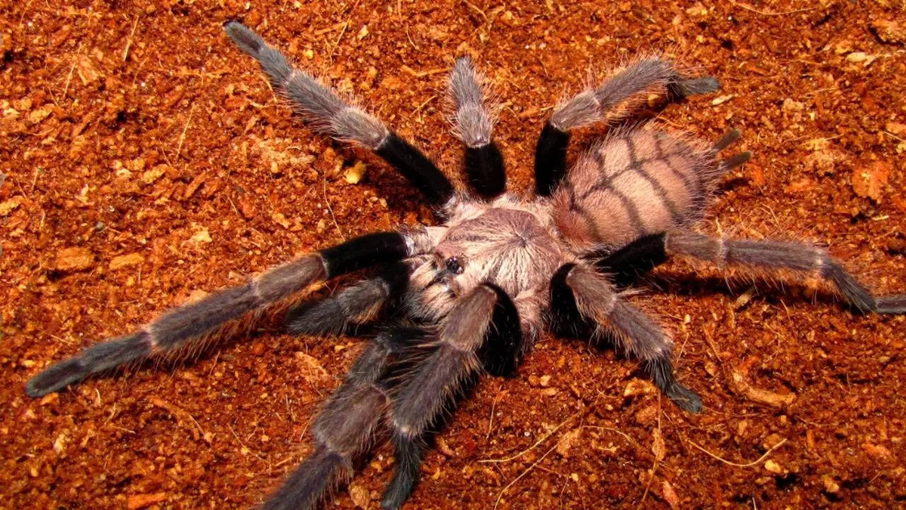 洋楽 Tarantula Indian Violet Tarantula: Discover India's rare, shimmering spider
