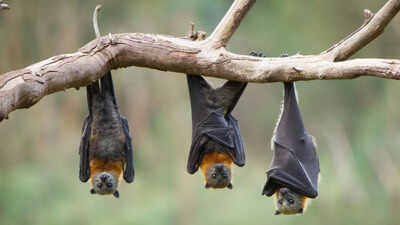 Bats have built-in GPS systems: How their brains navigate the world like living compasses