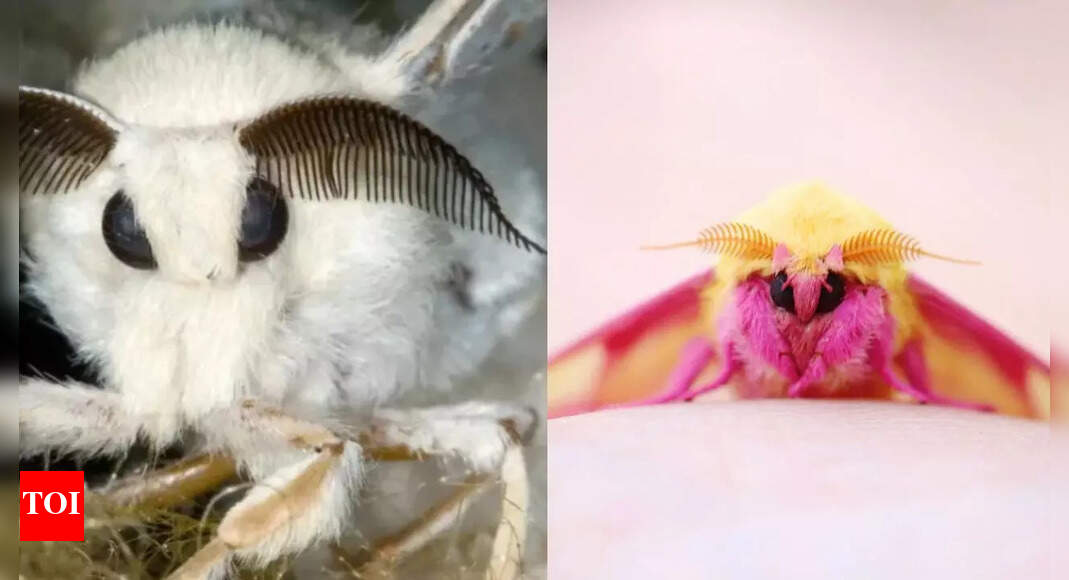8 most unusual and weirdest moths you’ll ever see on Earth