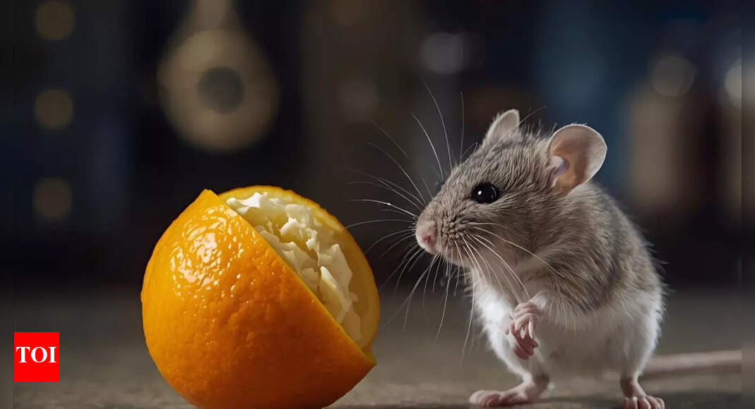 How to use orange peel to repel mice naturally: Safe and eco-friendly home remedy
