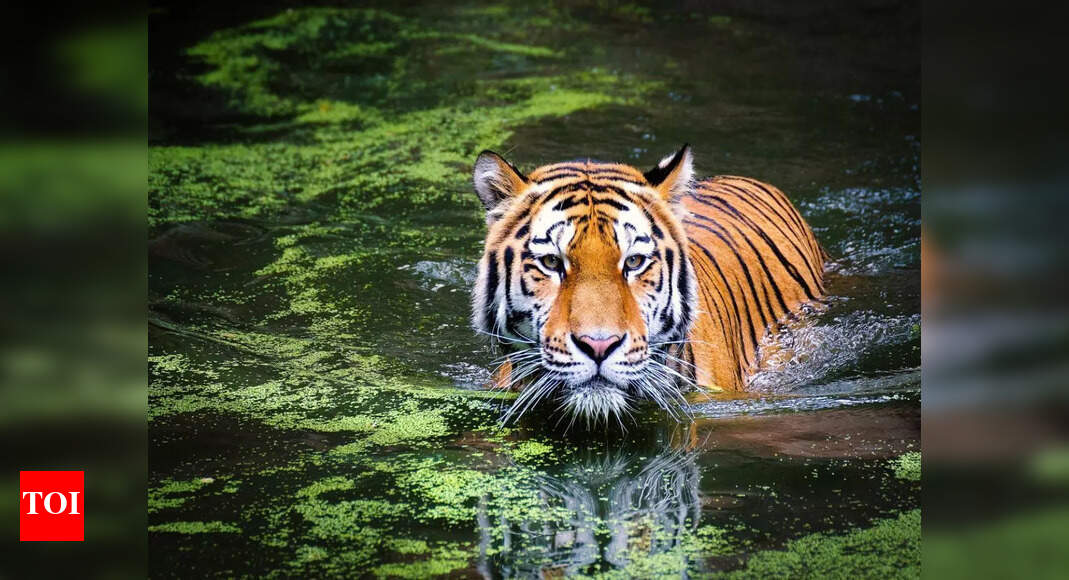 Jungle's beautiful love story: When a tiger travelled from Maharashtra to Telangana in search of his soul mate