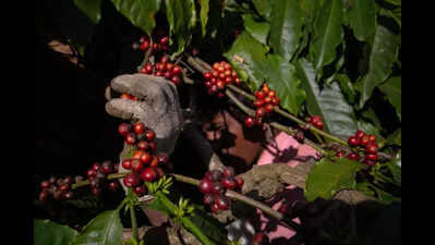 To mark centenary, Coffee Board to launch two high-yield, pest-resistant varieties