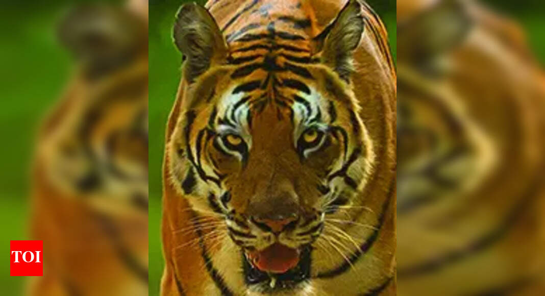 Tambdi Surla local claims to have sighted tiger