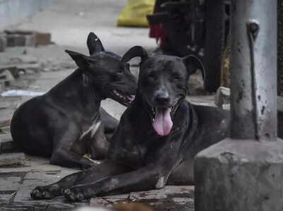 Representational image SC hauls up states, UTs over stray dog attacks