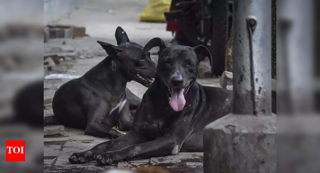 SC hauls up states, UTs over stray dog attacks