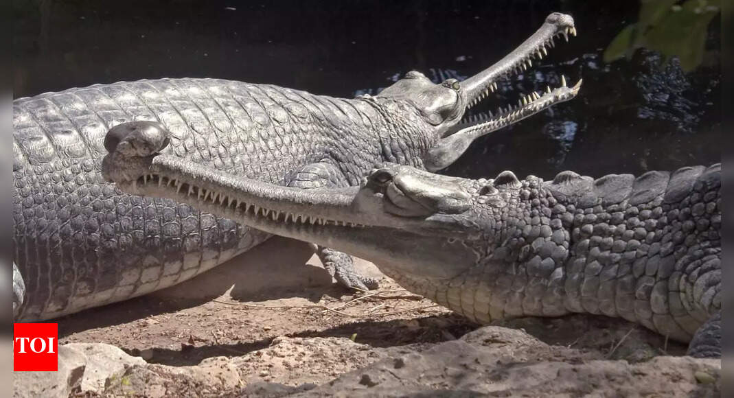 Fossil of long-snouted crocodile discovered in Egypt