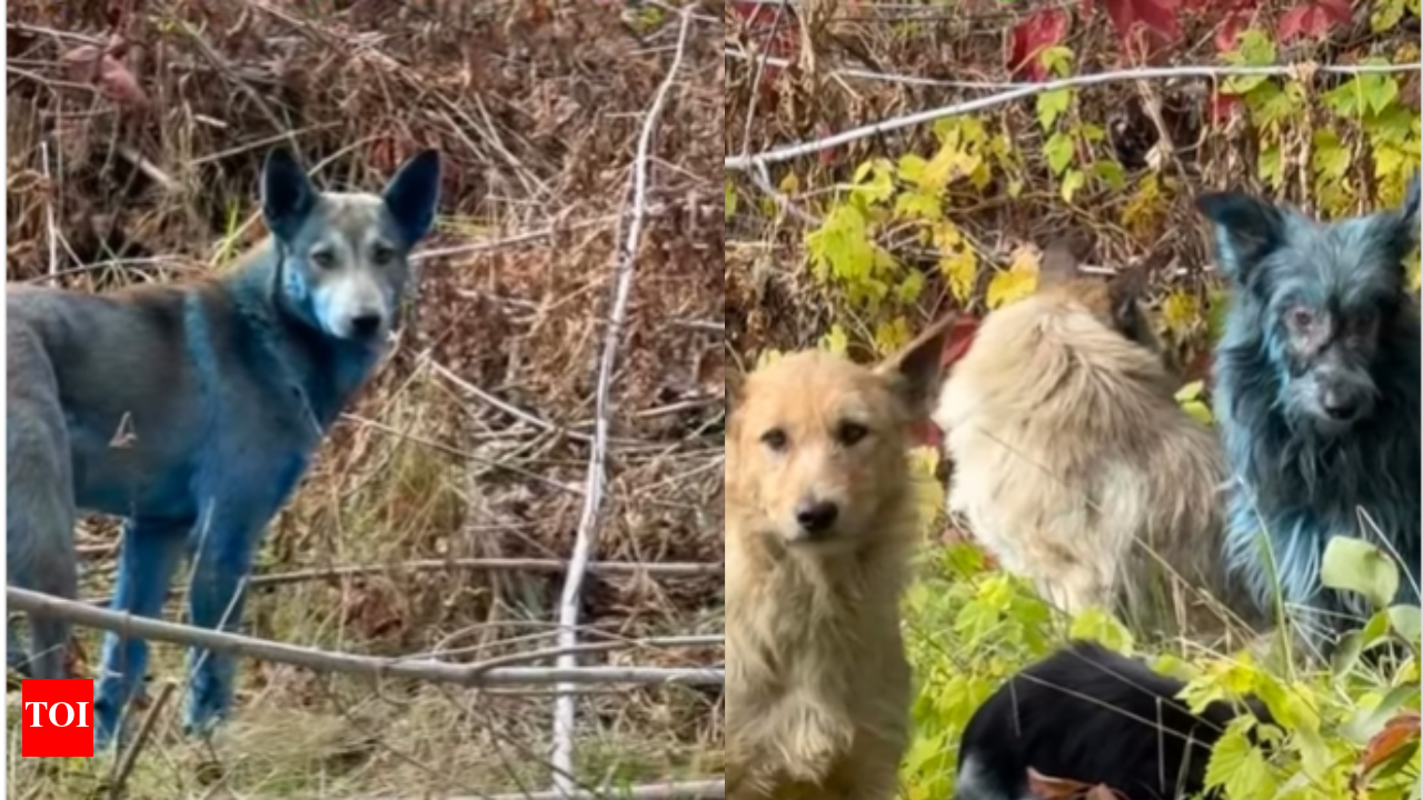 Chernobyl Wild Dog Mutations