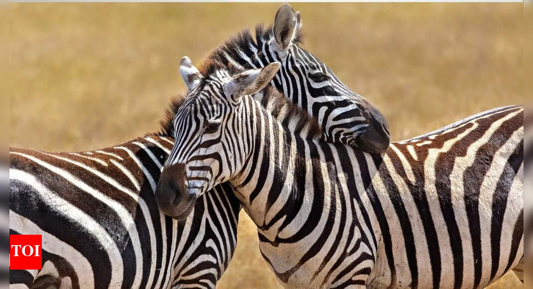 Zebra stripes mystery solved: Are zebras black with white stripes or white with black?