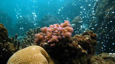 Source: Smithsonian Institution, National Museum of Natural History Earth’s ocean acidification crisis: Rising CO₂ levels push planetary systems beyond safe limits