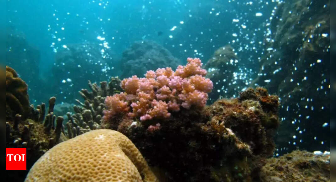 Earth’s ocean acidification crisis: Rising CO₂ levels push planetary systems beyond safe limits | – The Times of India Earth’s ocean acidification crisis: Rising CO₂ levels push planetary systems beyond safe limits | – The Times of India