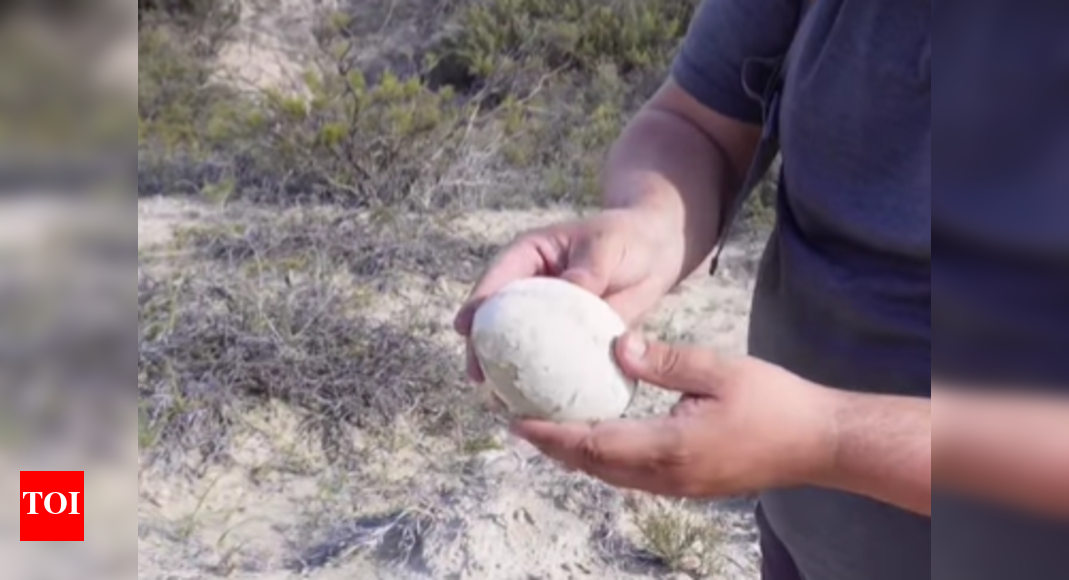 70-million-year-old dinosaur egg found in Argentina