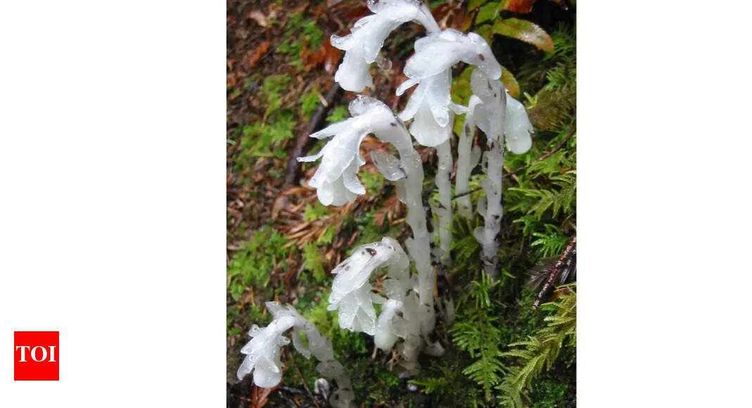 Japan’s mysterious ghost plants may hold the secret to how life adapts, survives, and grows in darkness