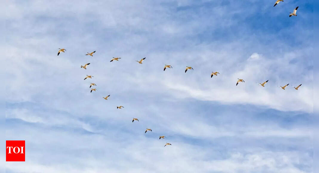Ever wondered why birds fly in a V? Scientists finally explain