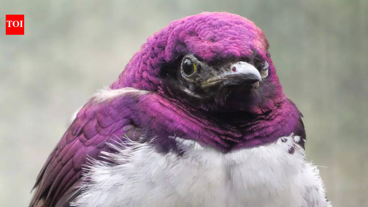 6 Rare purple animals that look straight out of a dream