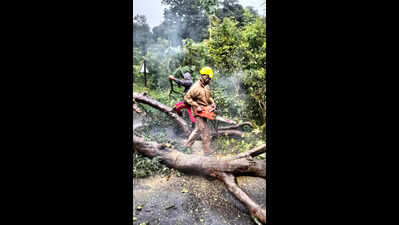 Fire services personnel remove trees that have fallen on roads in Gajapati district Gajapati district faces landslides and traffic disruptions amid cyclone Montha