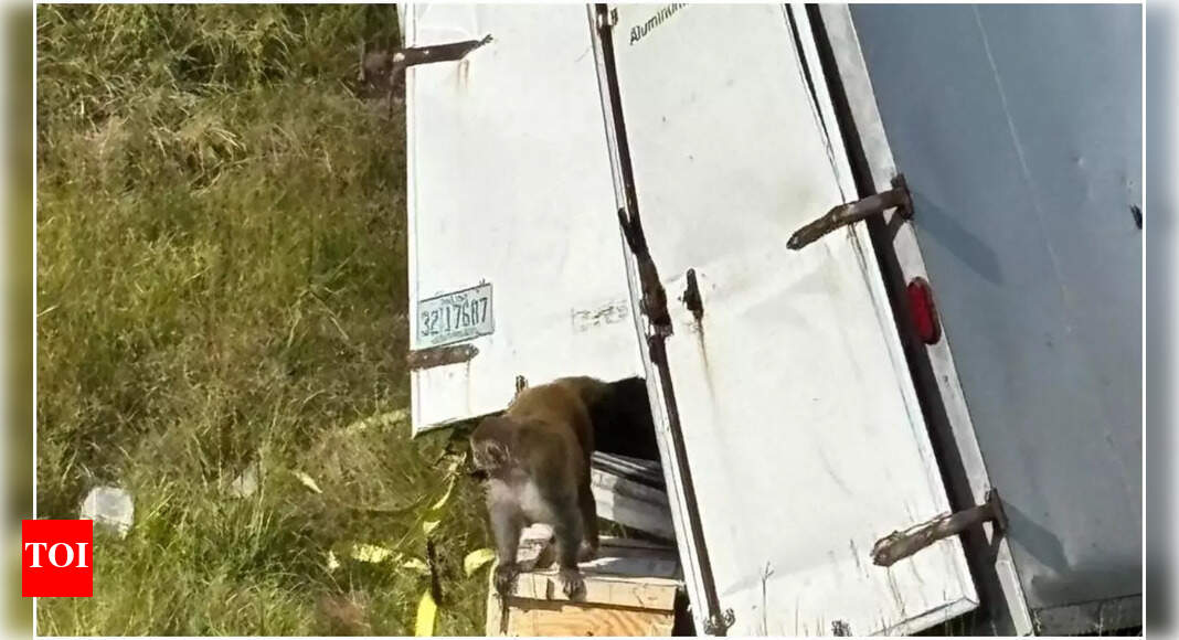 'Aggressive' monkey carrying COVID, hepatitis C escapes after truck crash in Mississippi; University denies claims, says they are 'not infectious'