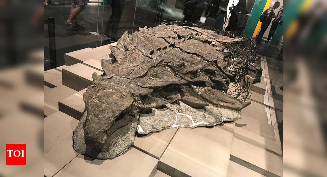 110-million-year-old dinosaur mummy discovered in Canada