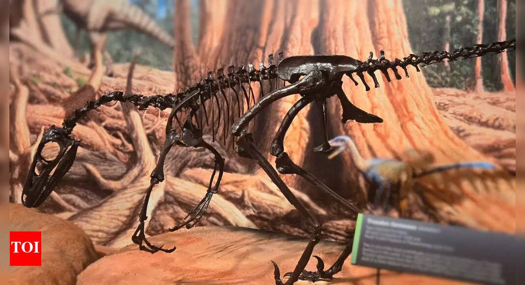 Meet Troodon formosus: The bird-like thinker that may have been the smartest dinosaur to ever walk the Earth