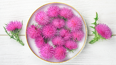 canva Milk thistle supports liver health in fatty liver disease, backed by scientific evidence