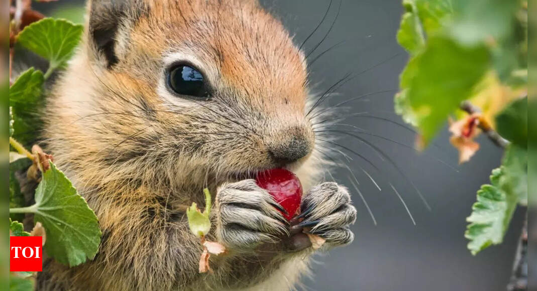 Why squirrels hide their food: The science behind their caching instinct