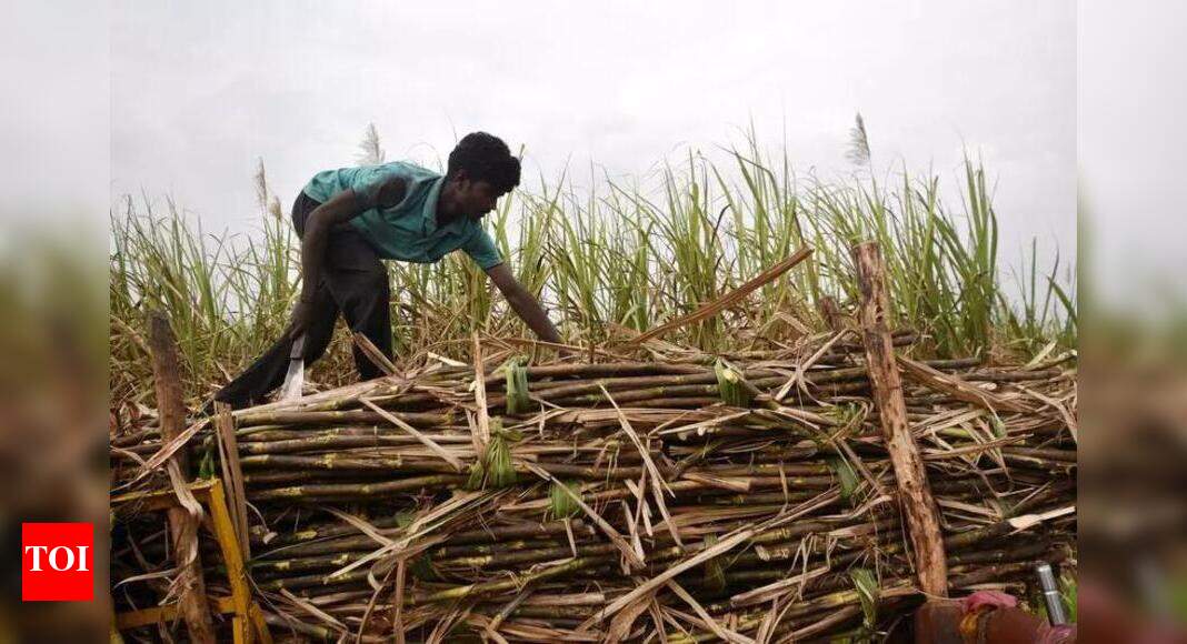 UP govt hikes sugarcane price by Rs 30/quintal; highest increase since 2017