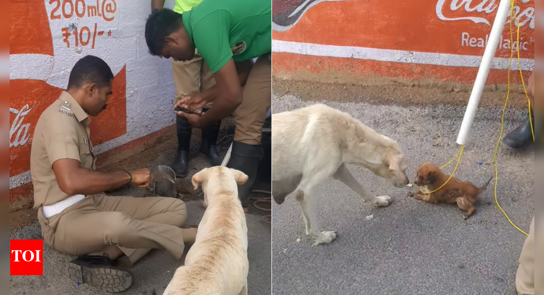 Paws and applause! Dog patiently watches as Tamil Nadu police rescues its puppy from roadside pit; video wins internet