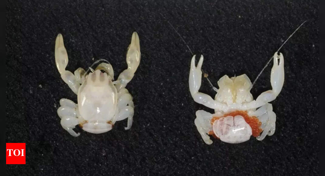 ऑस्ट्रेलिया के गहरे समुद्र में दो नई प्रजातियाँ सामने आईं: एक अंधेरे में चमकने वाली शार्क और एक छोटा चीनी मिट्टी का केकड़ा; सीएसआईआरओ द्वारा खोजा गया | ऑस्ट्रेलिया के गहरे समुद्र में दो नई प्रजातियाँ सामने आईं: एक अंधेरे में चमकने वाली शार्क और एक छोटा चीनी मिट्टी का केकड़ा; सीएसआईआरओ द्वारा खोजा गया |