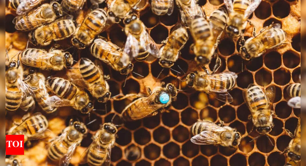 Why do honey bees reject their queen? The viral infection that leads to colony revolt