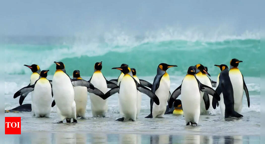 Why are there no penguins in the Arctic and what it tells us about evolution