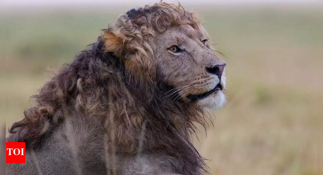 The King of Curls: Meet Nzuri, the lion who's taking over internet with his stunning curls