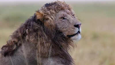 Meet Nzuri, the lion who's taking over internet with his stunning curls