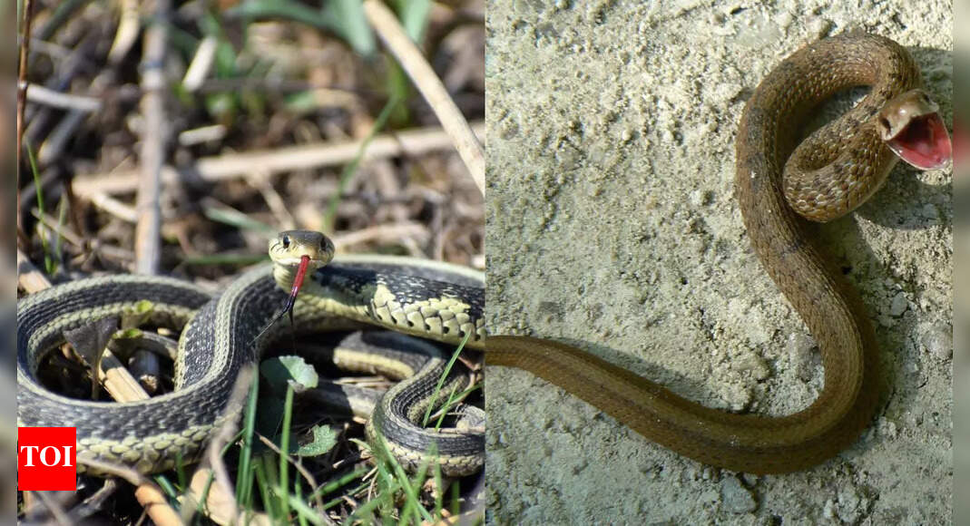 8 common snakes you might find in your garden and how to identify them