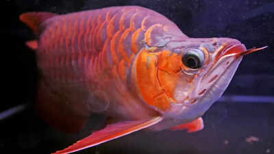Source: New York Post World’s most expensive aquarium fish: A rare dragon fish that symbolises power and fortune worth approx Rs 3 crore