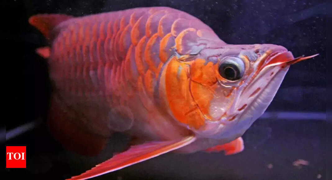 World’s most expensive aquarium fish: A rare dragon fish that symbolises power and fortune worth approx Rs 3 crore