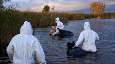 (Photo credit: AP) Disease in flight: Bird flu spreads in Europe, US