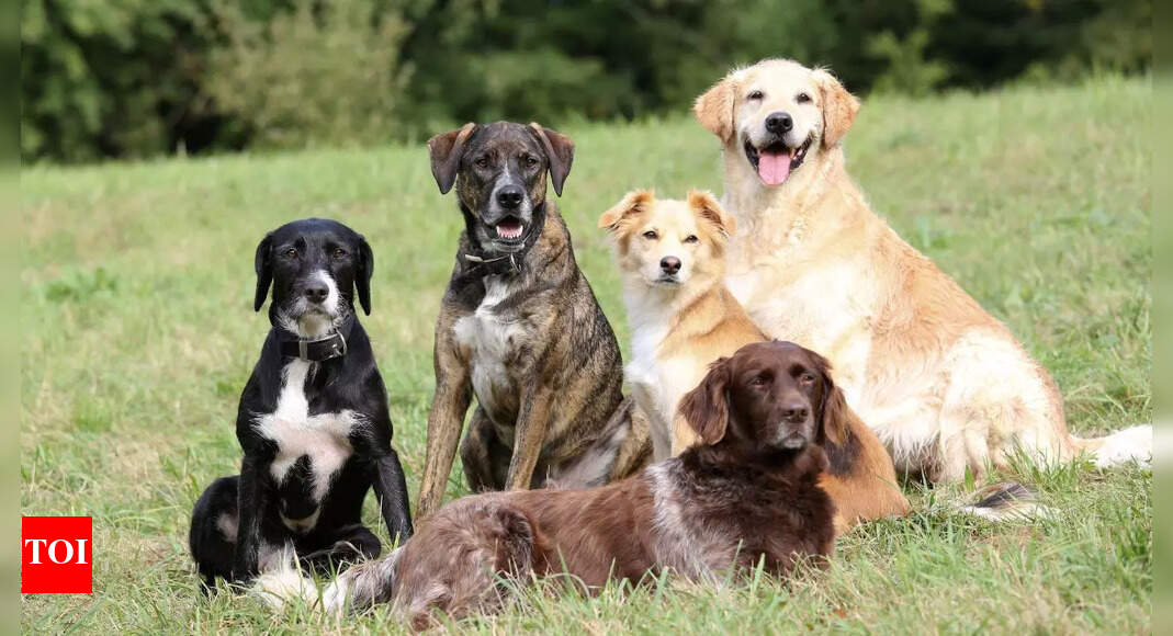 Most trainable dog breeds revealed: How to harness their intelligence and loyalty