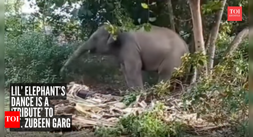 Adorable Baby elephant dances to Zubeen Garg’s song, social media calls it a tribute to the late singer