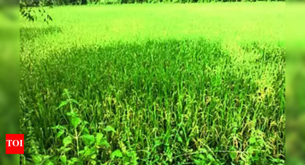 Minimal damage to crops in Koraput