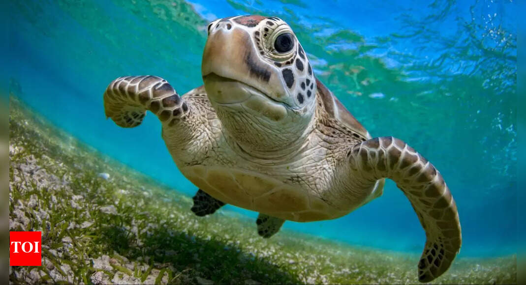 7 endangered turtle species of India and why they need protection