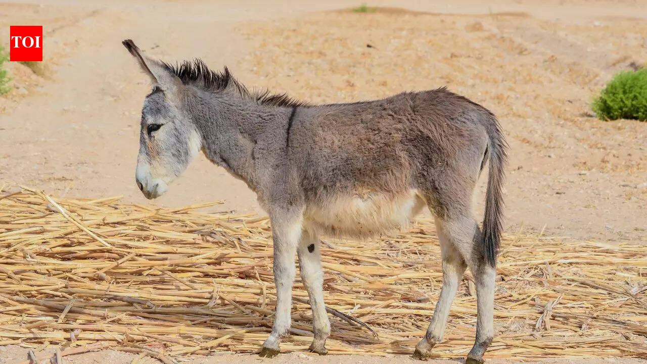 7 amazing donkey secrets you probably didn’t know