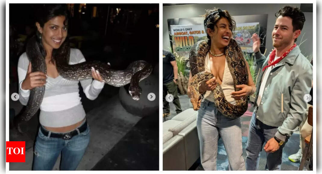 प्रियंका चोपड़ा ने सांपों के साथ अपनी तब और अब की तस्वीरें साझा कीं; प्रशंसकों से पूछता है ‘यहां एक विषय पर ध्यान दें…’ | प्रियंका चोपड़ा ने सांपों के साथ अपनी तब और अब की तस्वीरें साझा कीं; प्रशंसकों से पूछता है ‘यहां एक विषय पर ध्यान दें…’ |