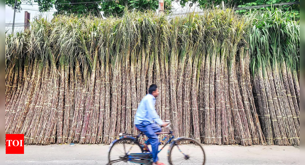 Reduced ethanol procurement: ISMA warns of financial strain, delay in payment to sugarcane farmers