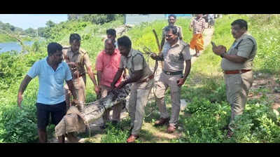 Crocodile strays into banana farm, captured