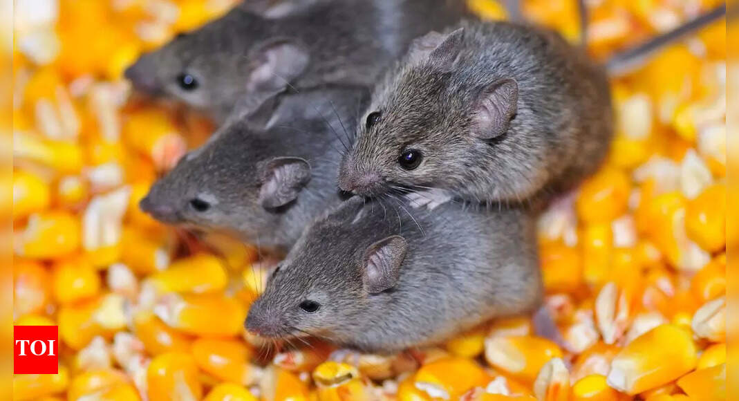 6 smells mice hate the most and how to use them to keep your home rodent-free