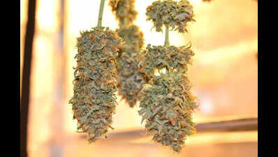 Cops Lay Low Gang Selling OG Of Highs