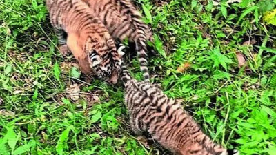 2 of 3 orphaned tiger cubs die at Mysuru; surviving cub shifted to Bannerghatta rescue centre in Bengaluru