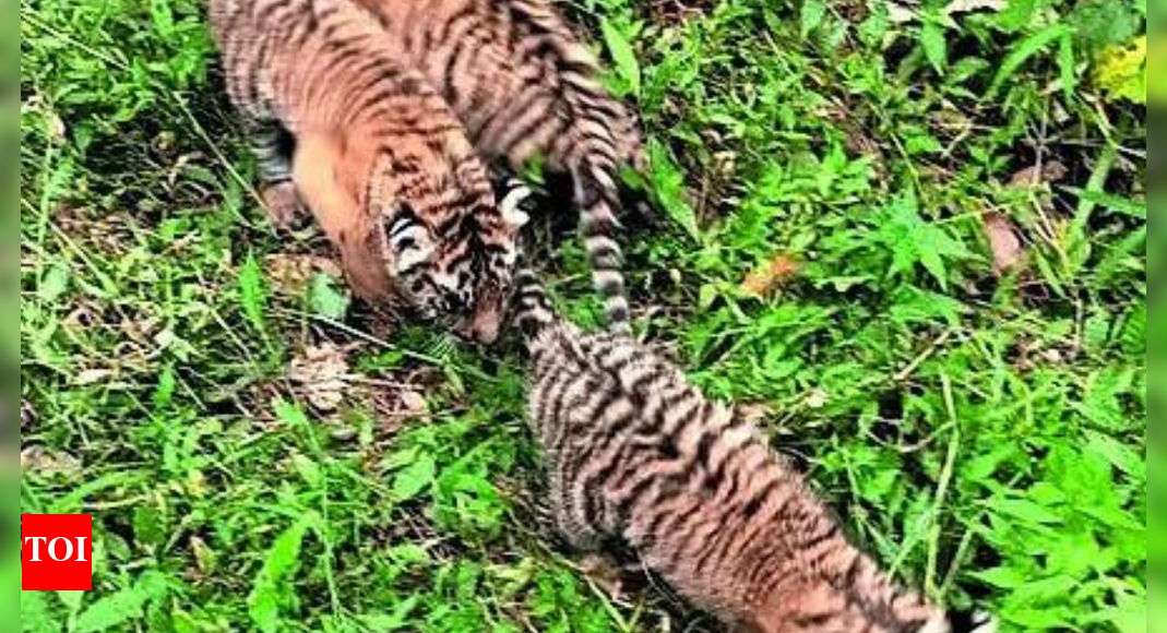 2 of 3 orphaned tiger cubs die at Mysuru; surviving cub shifted to Bannerghatta rescue centre in Bengaluru