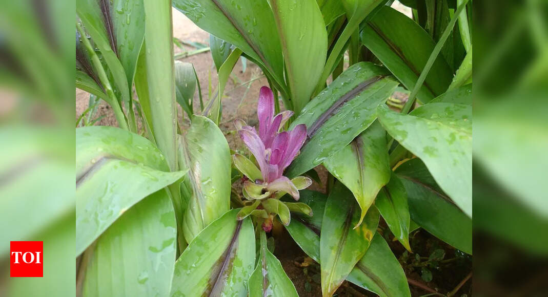 Black Turmeric: 6 untold benefits of this endangered variety of turmeric