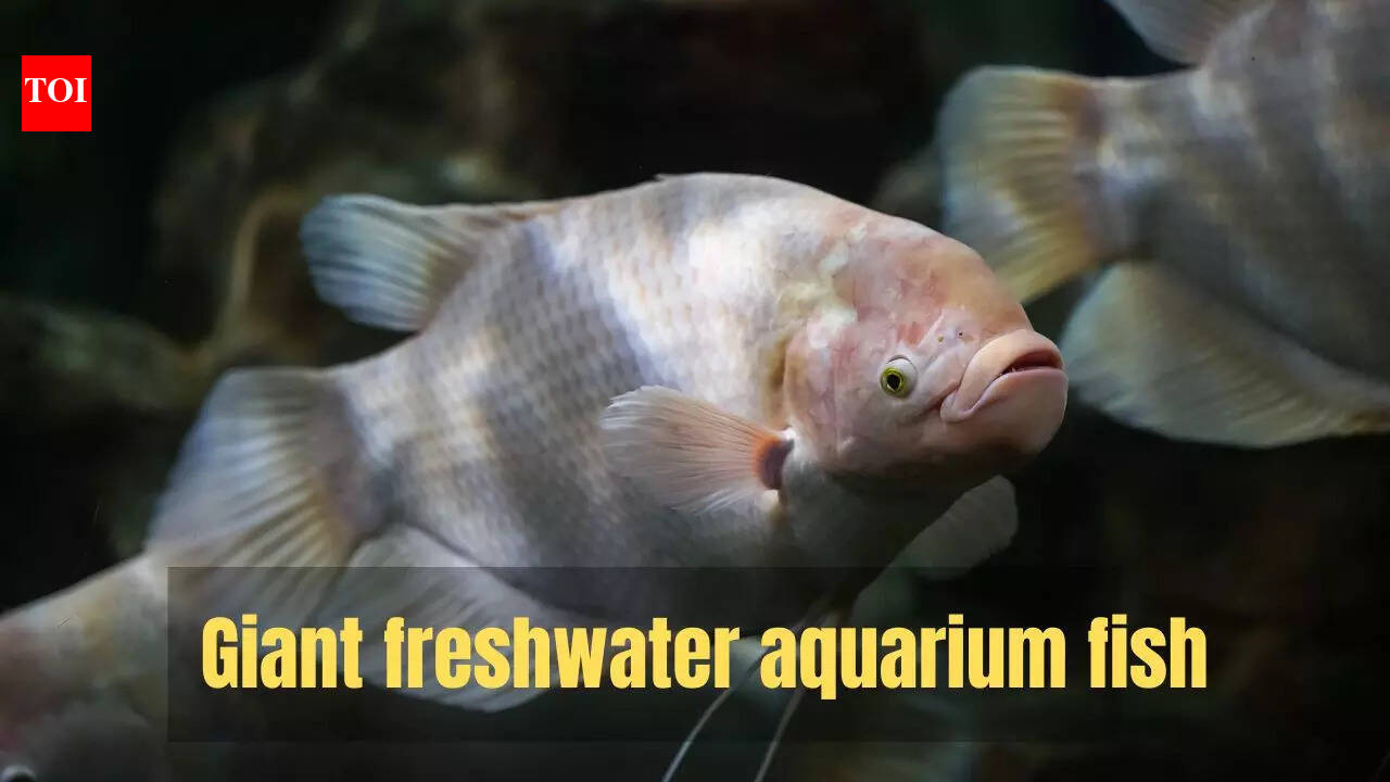 5 beautiful freshwater aquarium fish that grow so huge they need large ...